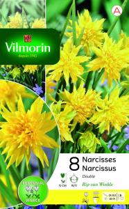 Narcisse Rip Van Winkle (x8)